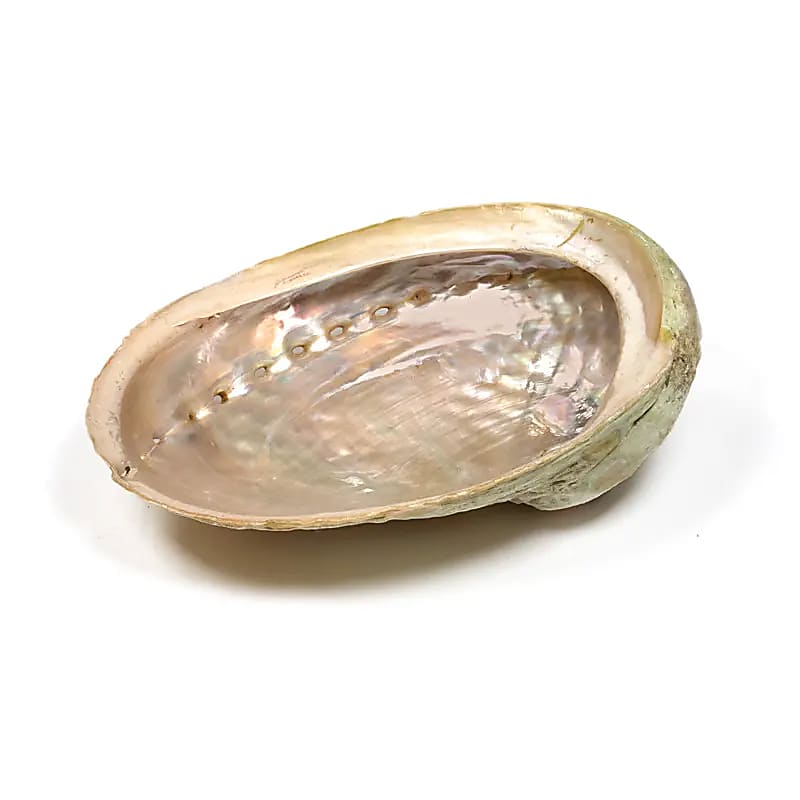 Coquille d'ormeau