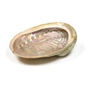 Abalone schelp